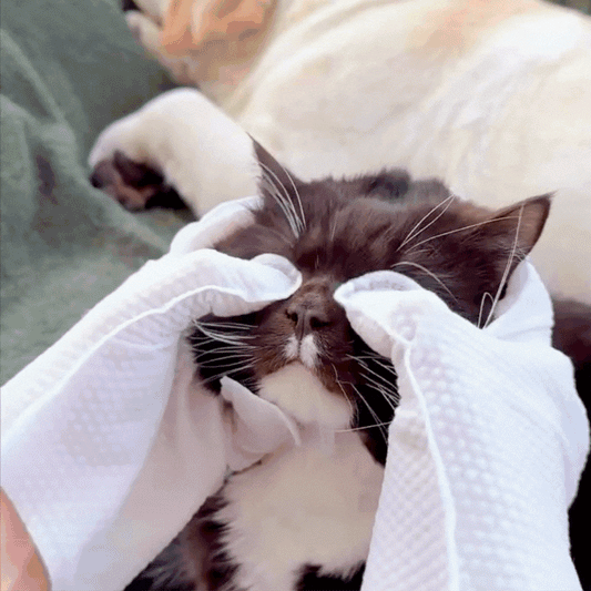 DAILYPAWFECT™